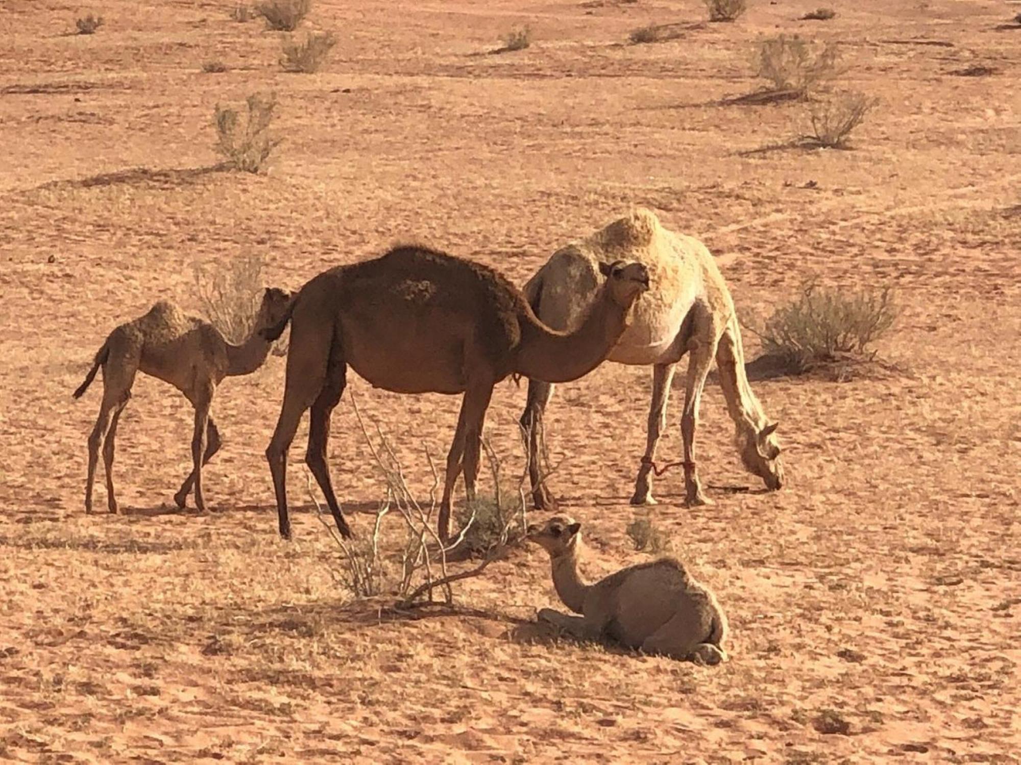Calm Camp Wadi Rum Exterior foto